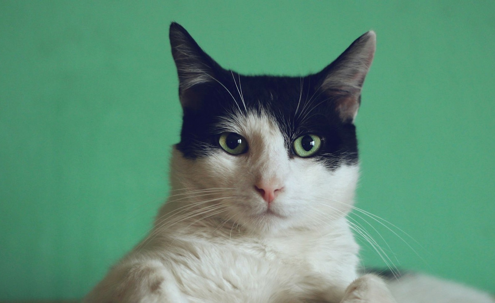 除味猫砂选购指南