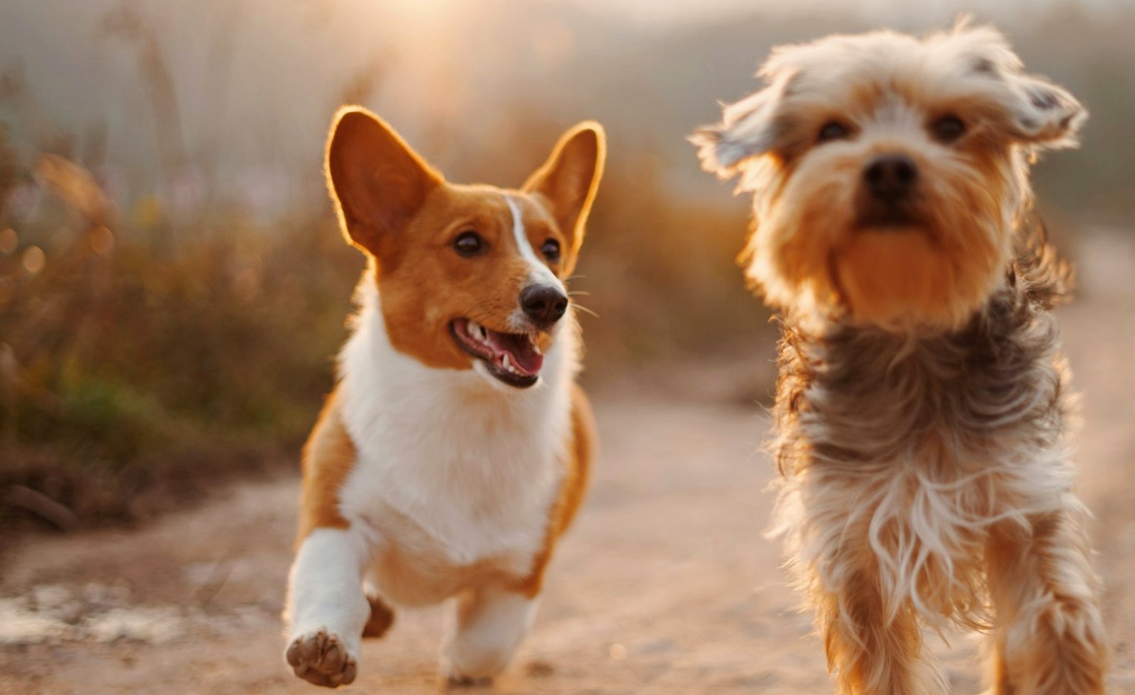 宠物湿巾选购指南